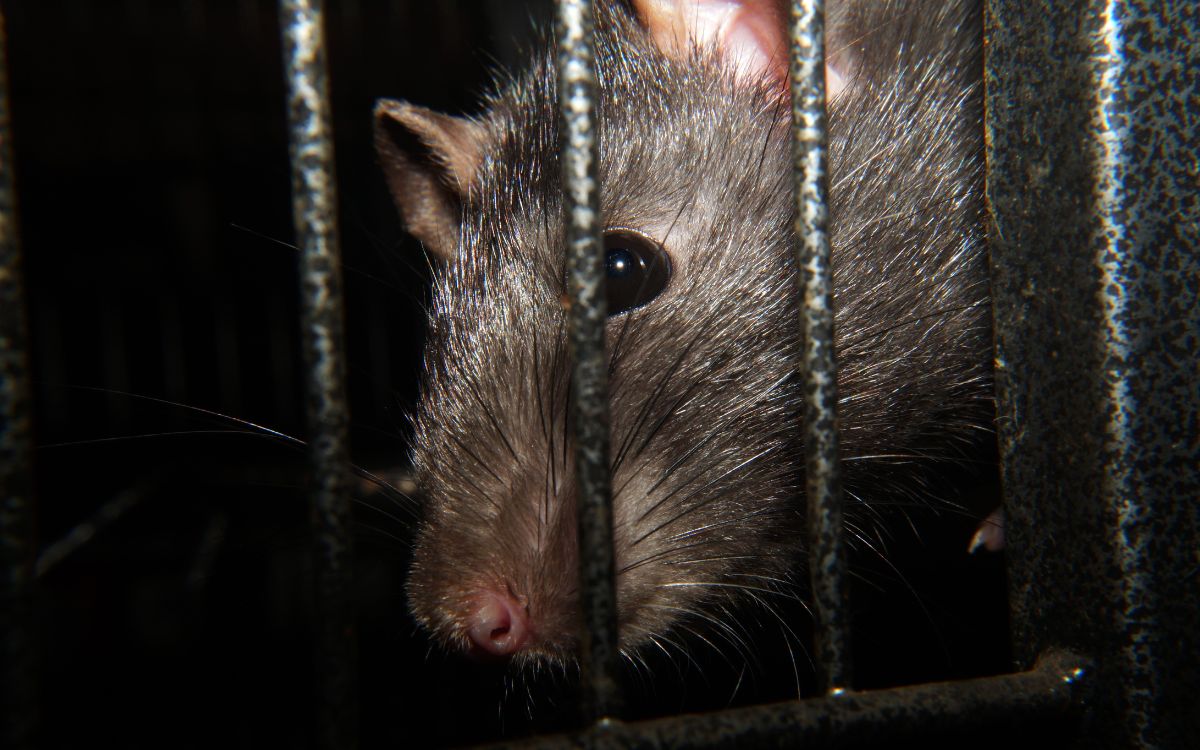 Ratas de rescate podrían localizar sobrevivientes tras sismos
