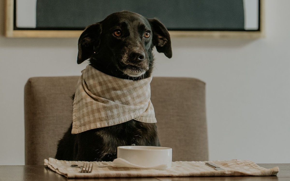 Retiran comida para perros por riesgo de salmonela