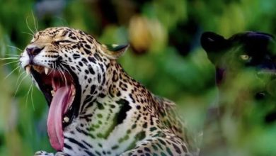 Safari Altamira niega decomiso de animales en operativo por huachicol