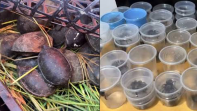 Autoridades ambientales hallan 75 tarántulas y 20 tortugas en un autobús a Chihuahua