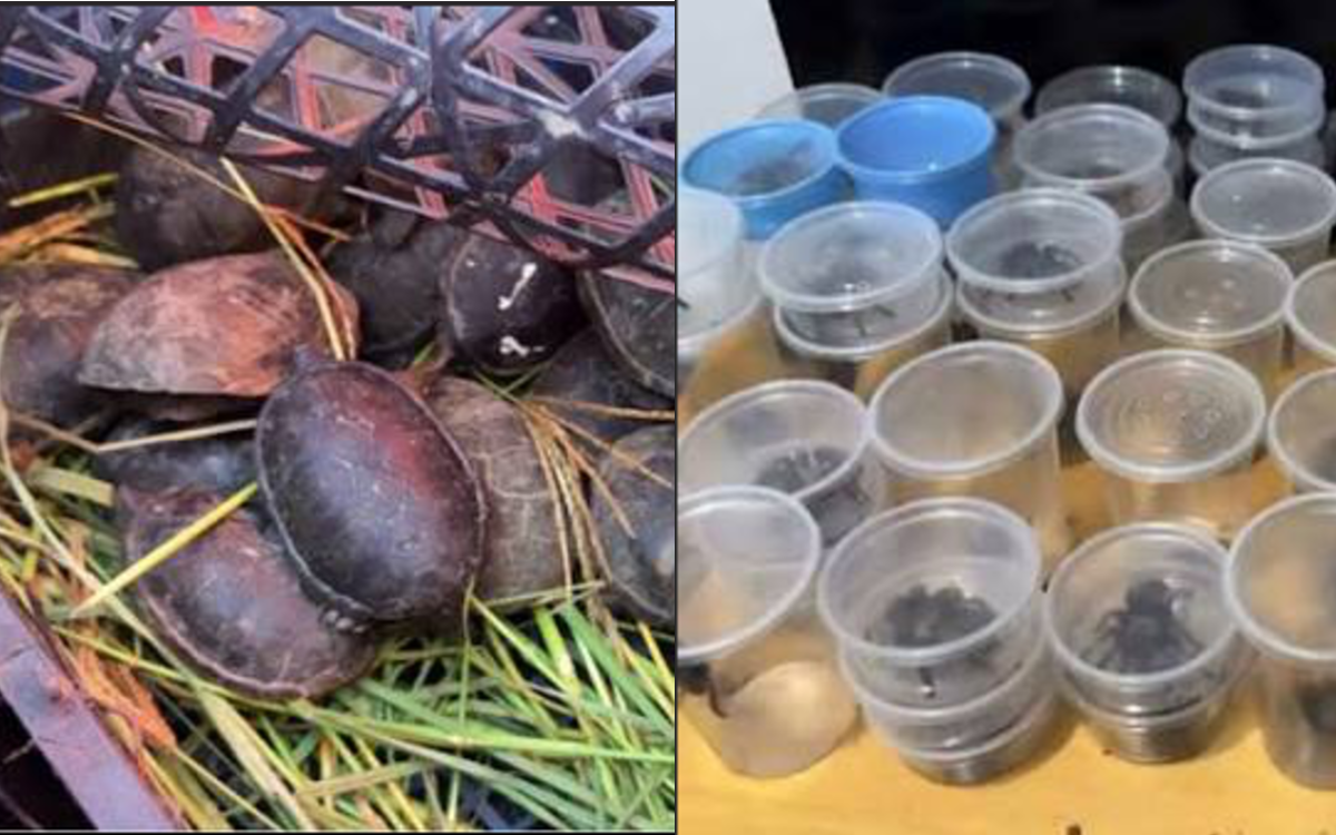 Autoridades ambientales hallan 75 tarántulas y 20 tortugas en un autobús a Chihuahua