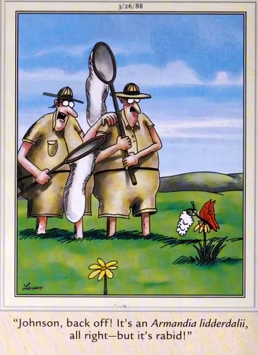 Far Side, 26 de marzo de 1988, cazadores de mariposas se acercan con cuidado a una mariposa 'rabia'