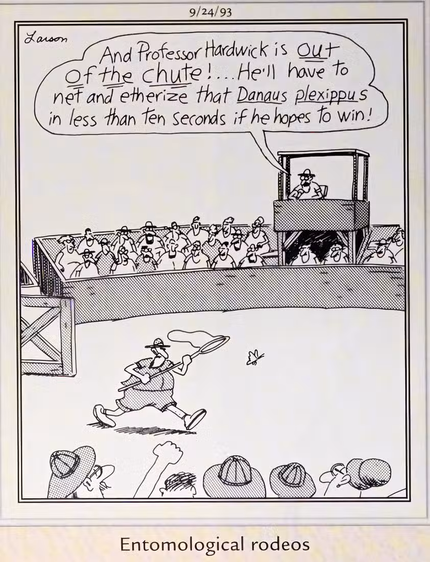 Far Side, 4 de septiembre de 1993, un hombre persiguiendo una mariposa en un 'rodeo entomológico'