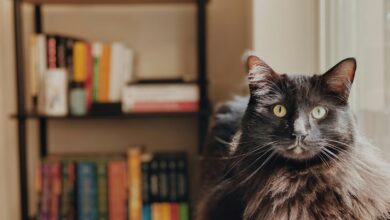 10 novelas de fantasía independientes para disfrutar en un fin de semana