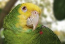 México recupera 26 loros víctimas de tráfico internacional
